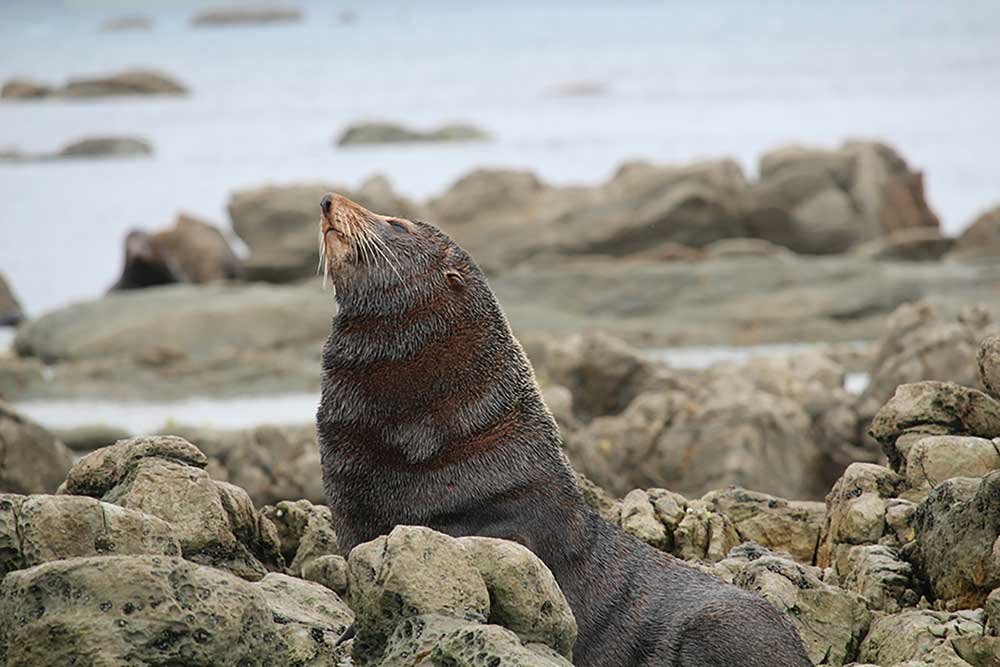 Kaikoura